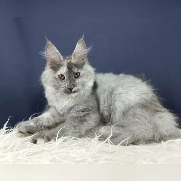 giant maine coon kittens for sale