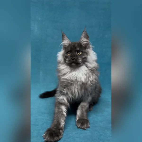 maine coon cats for sale ohio