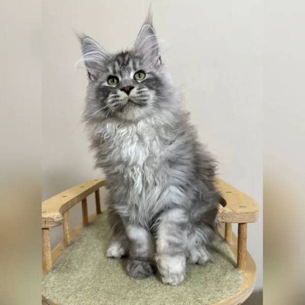 maine coon kittens for sale 300