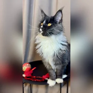 maine coon cats for adoption