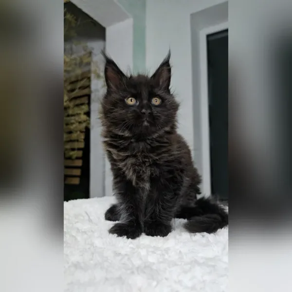 maine coon cats for sale near me