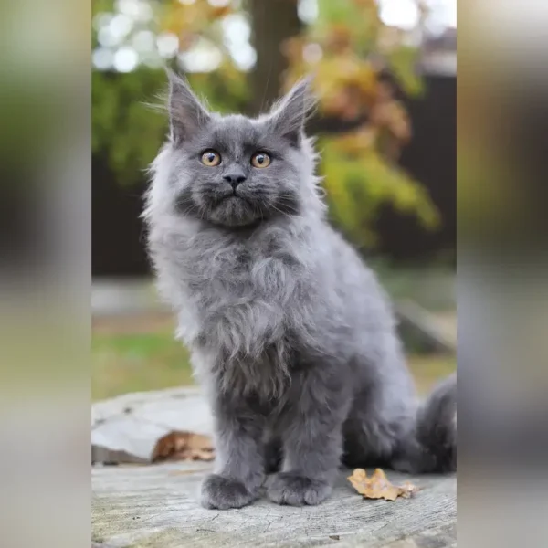 maine coon cat price