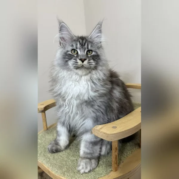 maine coon kittens for sale 300