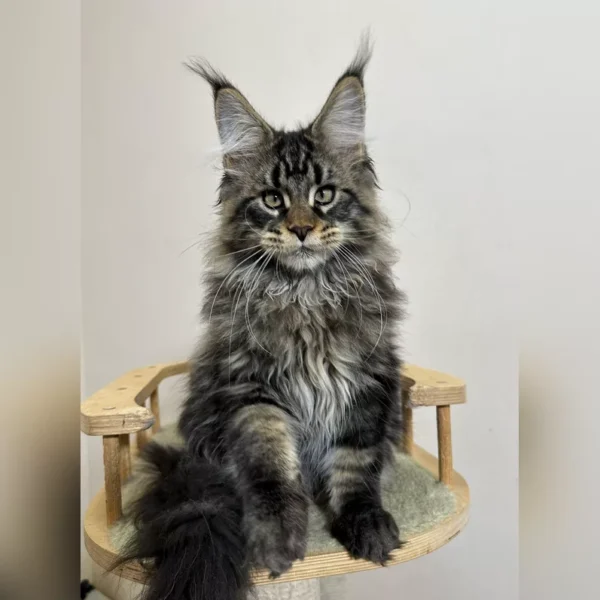 large maine coon cats for sale