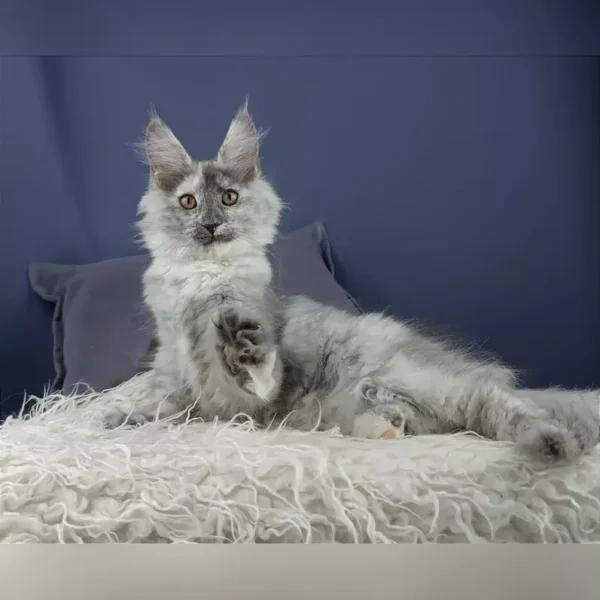 giant maine coon kittens for sale, maine coon cats near me