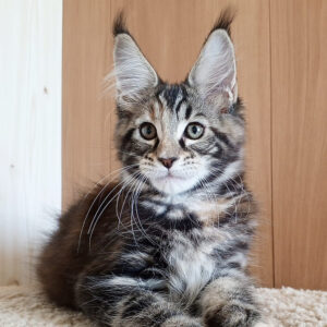 Maine Coon kittens for sale in Ohio