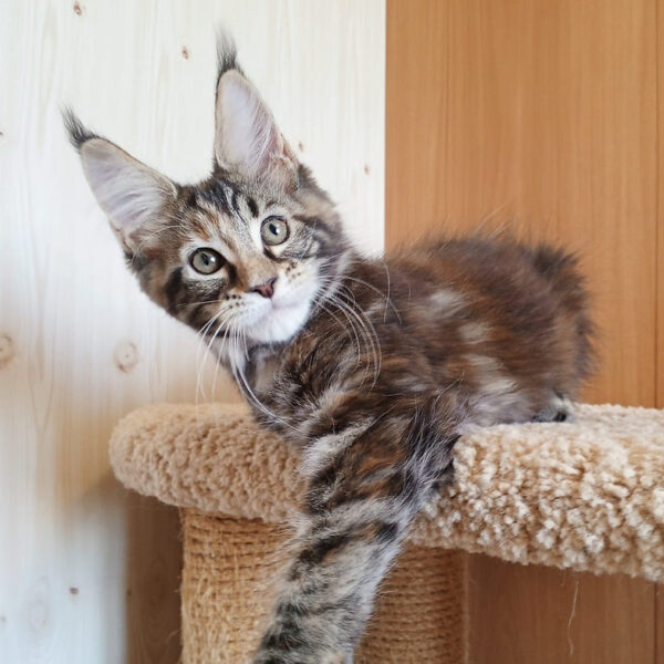 Maine Coon kittens for sale in Ohio