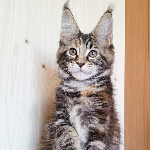 Maine Coon kittens for sale in Ohio