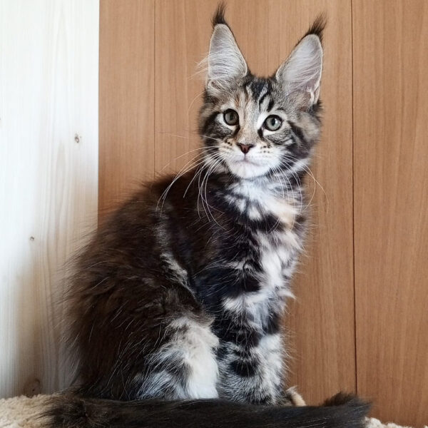 Maine Coon kittens for sale in Ohio