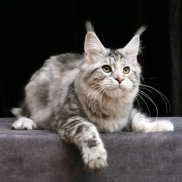 maine coon cats for sale ohio