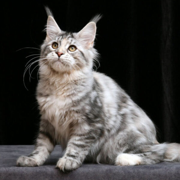 maine coon cats for sale ohio