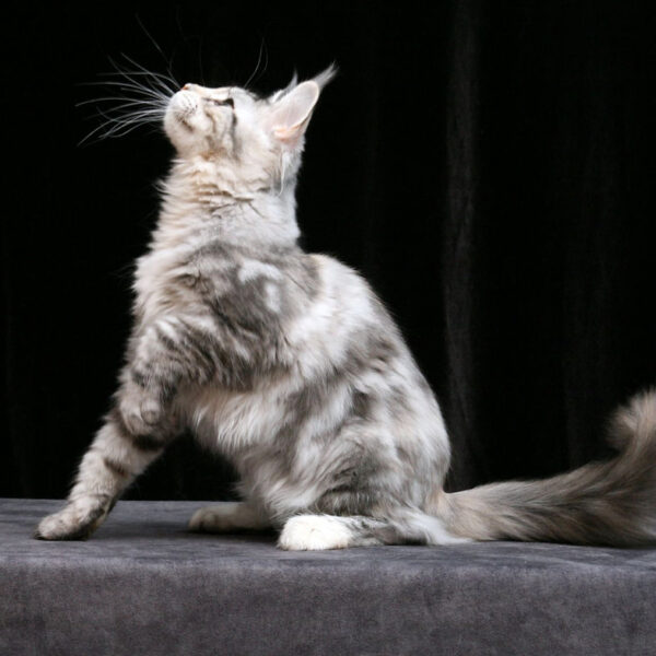 maine coon cats for sale ohio