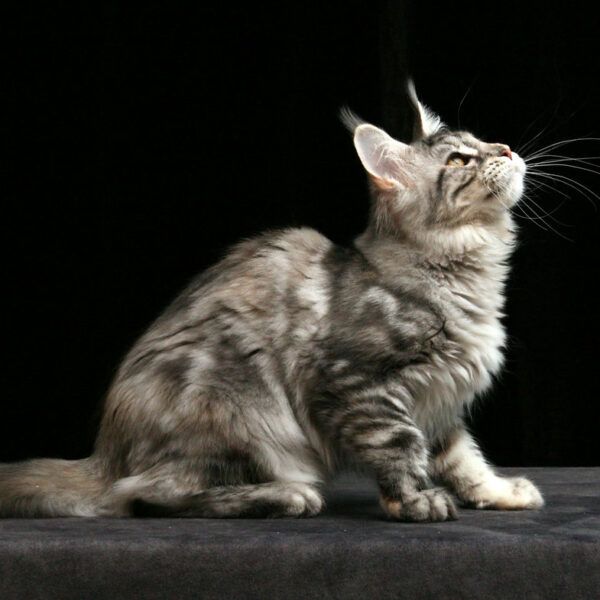 maine coon cats for sale ohio