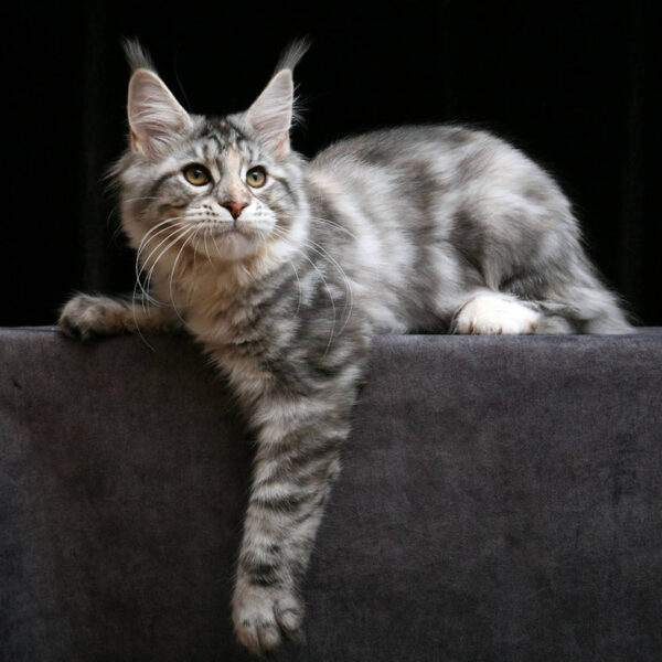 maine coon cats for sale ohio