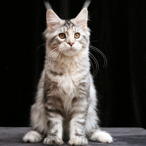 maine coon cats for sale ohio