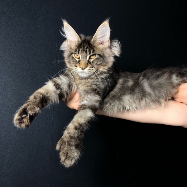 maine coon cat price