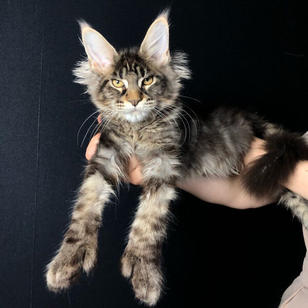 maine coon cat price