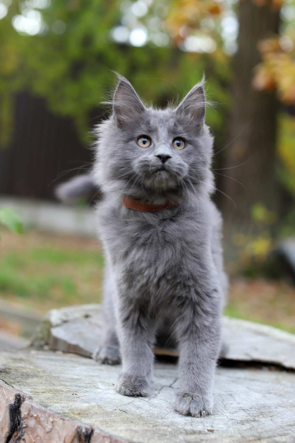 maine coon cats for sale near me, maine coon cat for sale