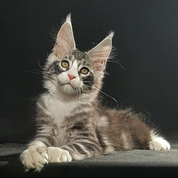 maine coon adoption