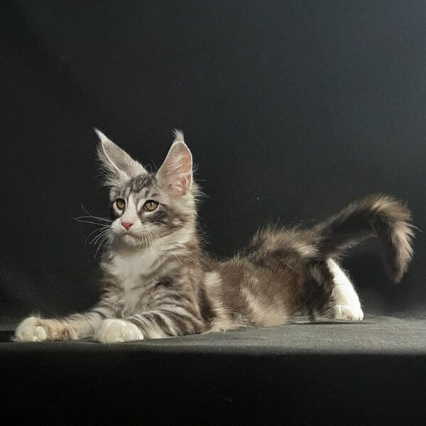 maine coon adoption