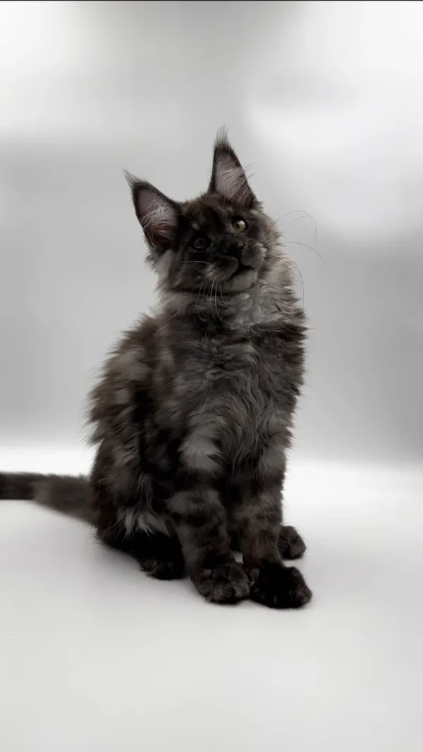 how much does a maine coon cat cost