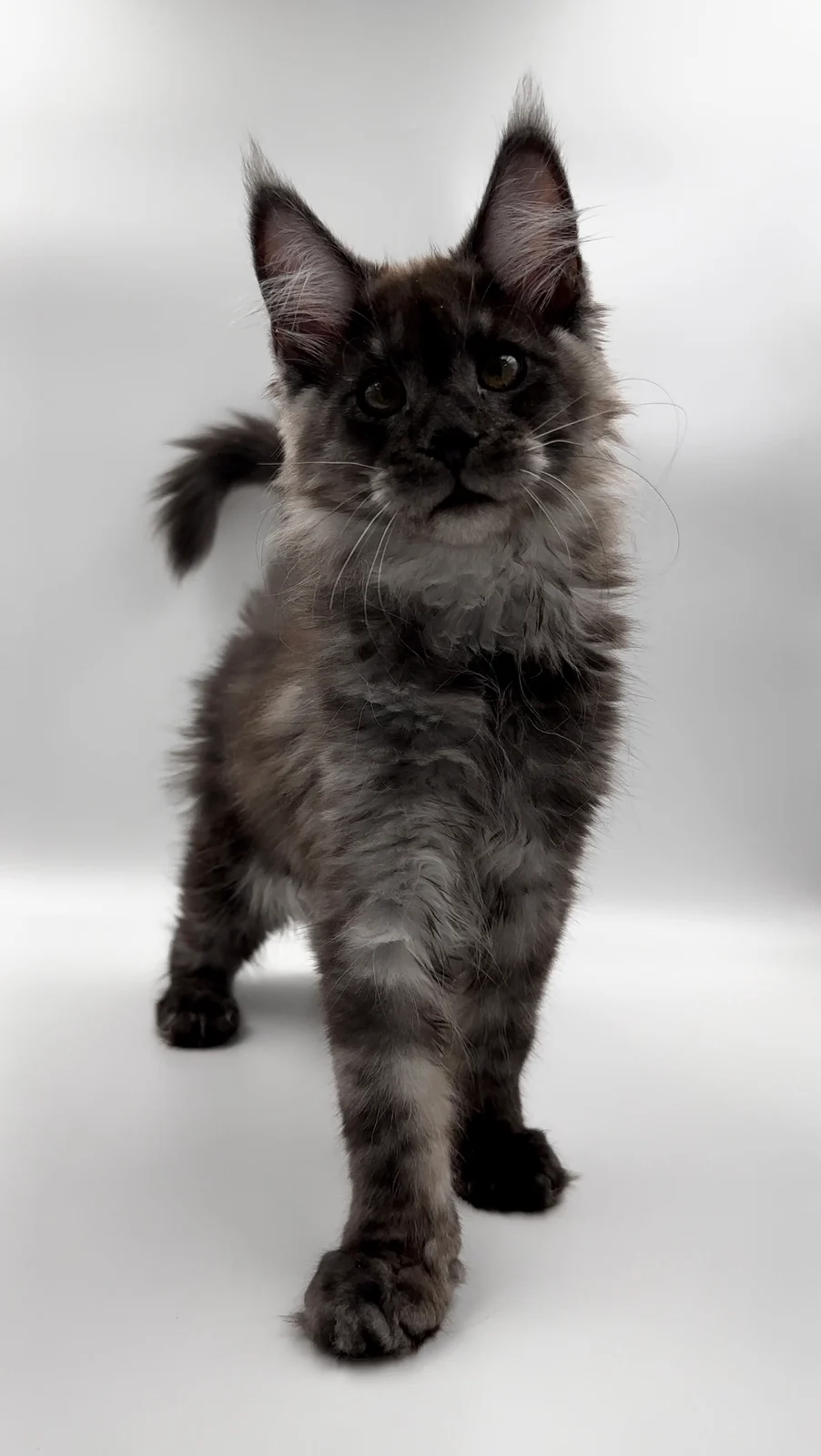 how much does a maine coon cat cost