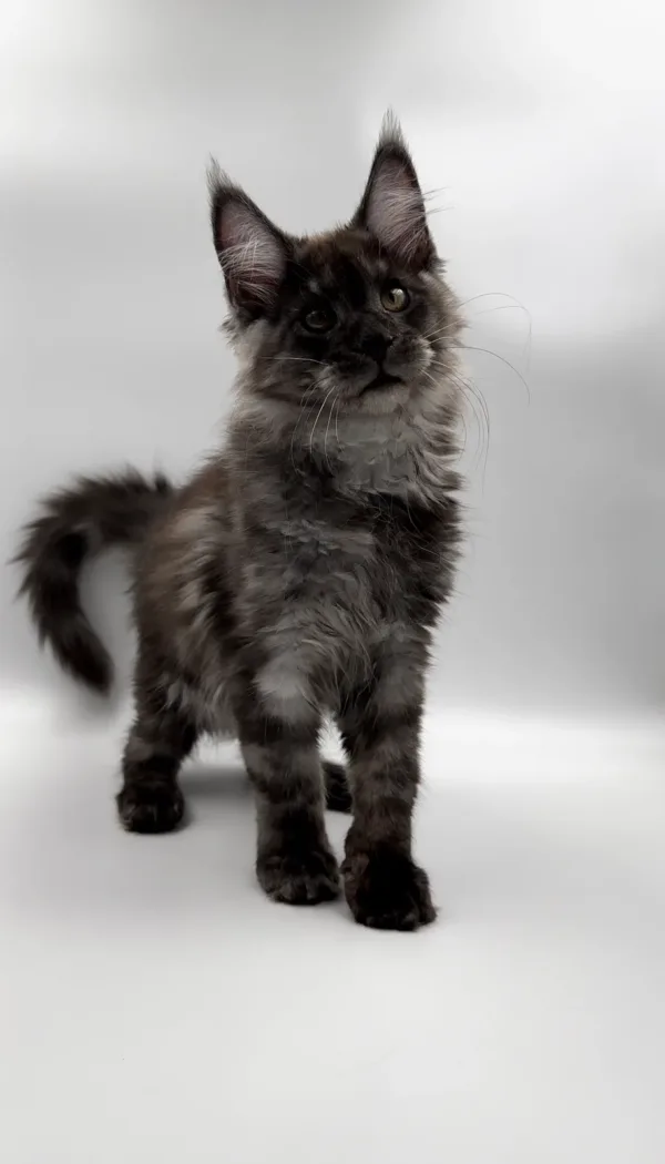 how much does a maine coon cat cost