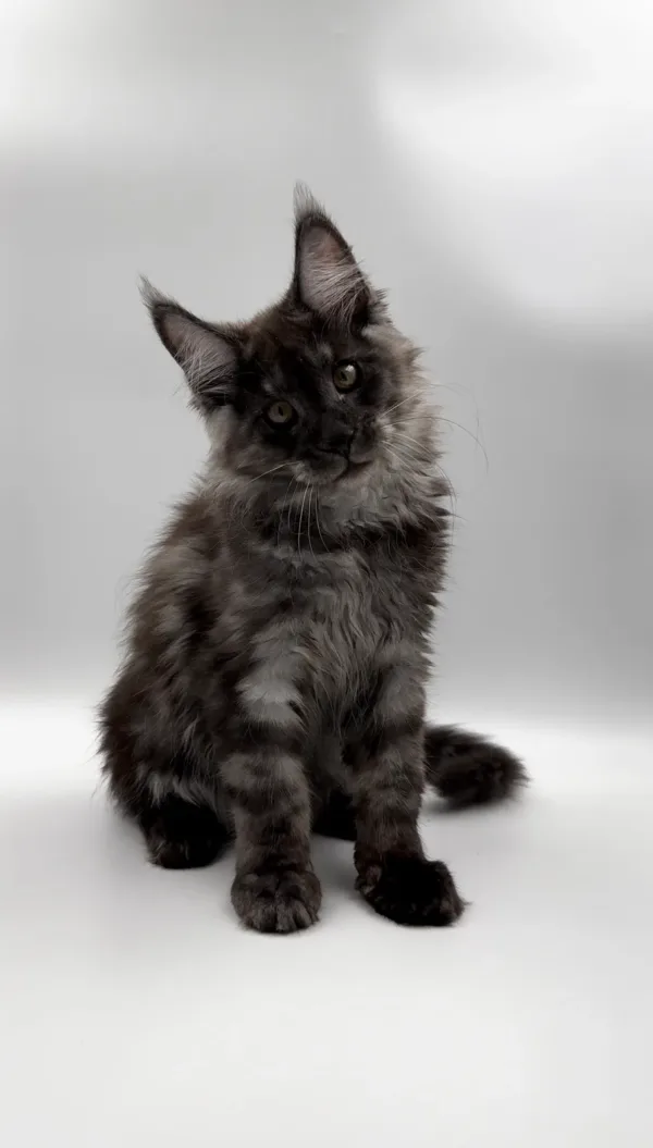 how much does a maine coon cat cost