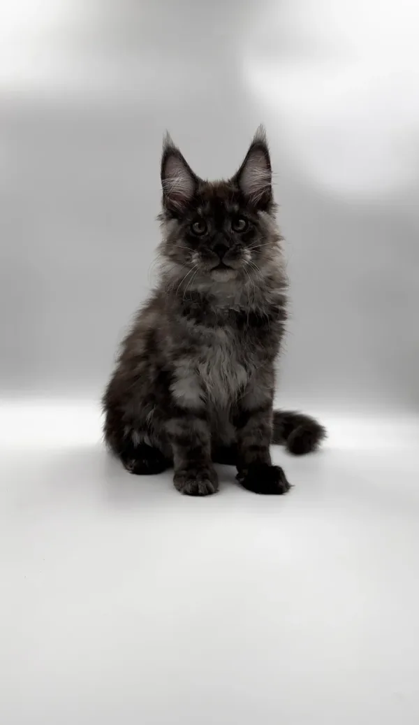 how much does a maine coon cat cost