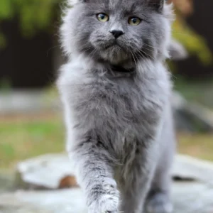 maine coon price