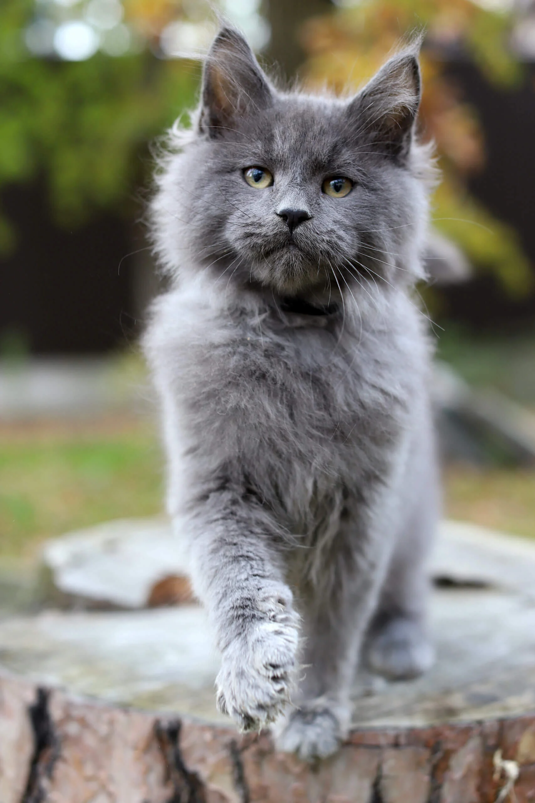 maine coon price