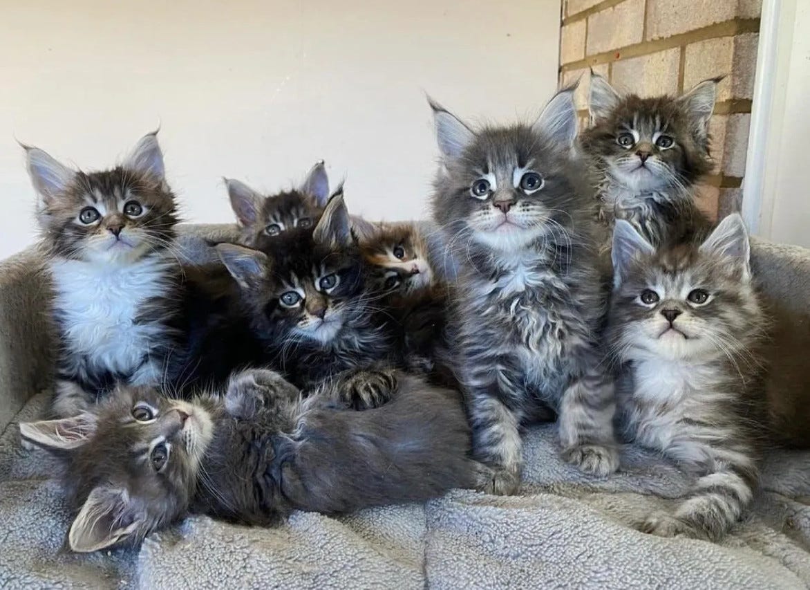 grey maine coon