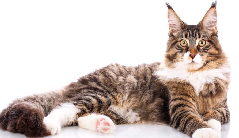 How do Maine Coons behave?