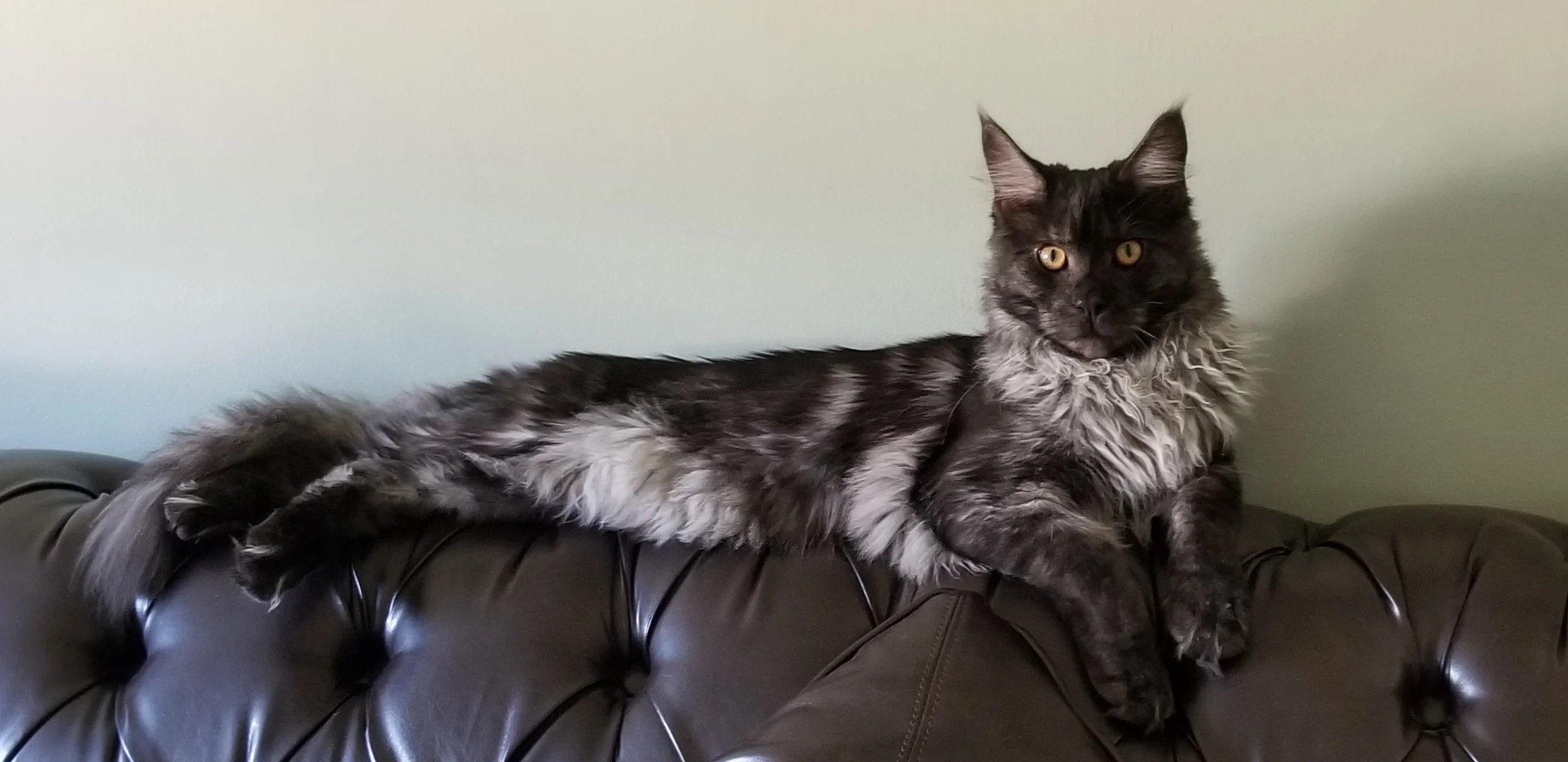 maine coon cat size