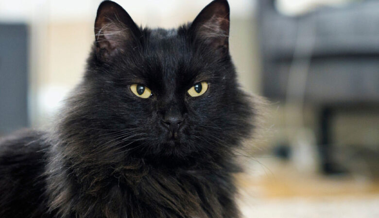 Black Maine Coon