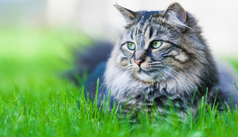 Types of Maine Coon Cat Colors