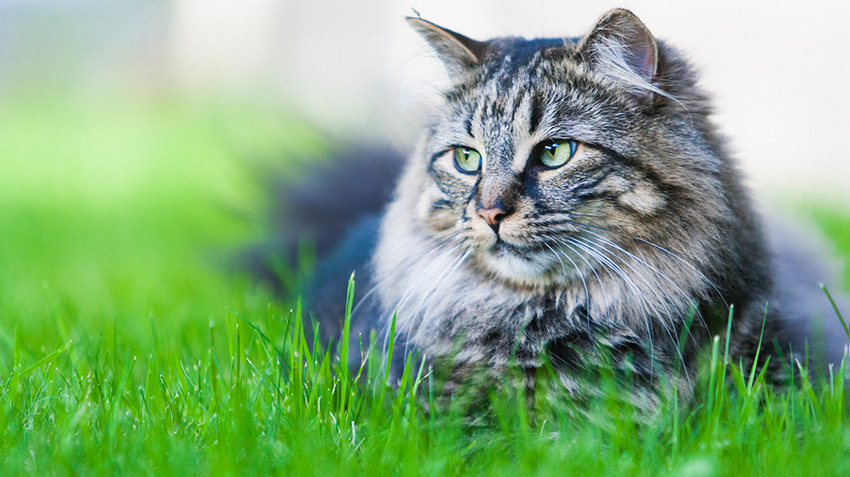 maine coon colors