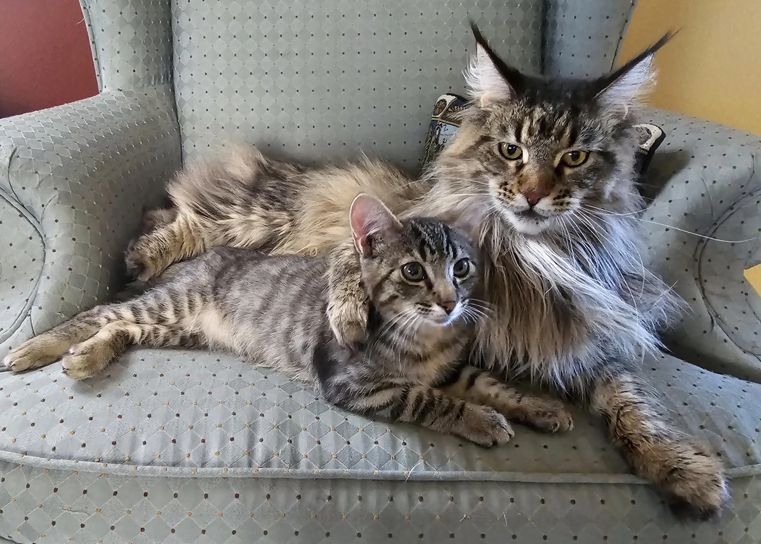 are maine coon cats friendly