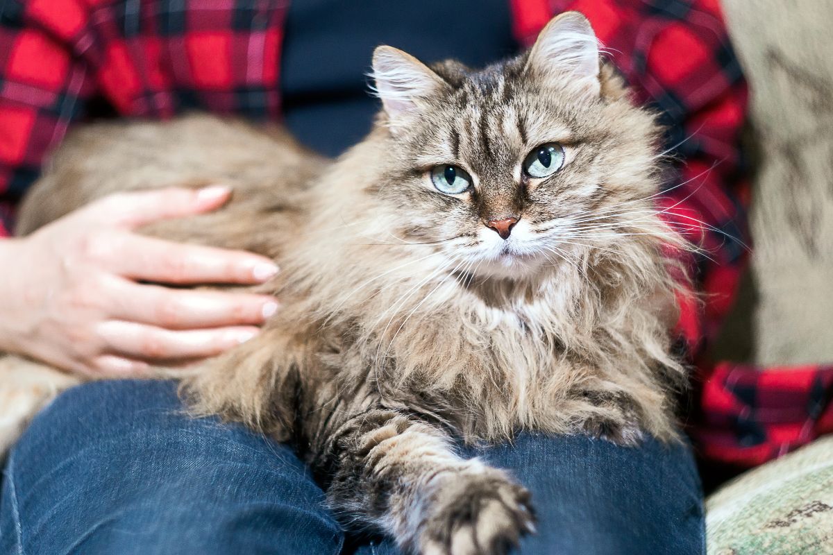 are maine coon cats hypoallergenic