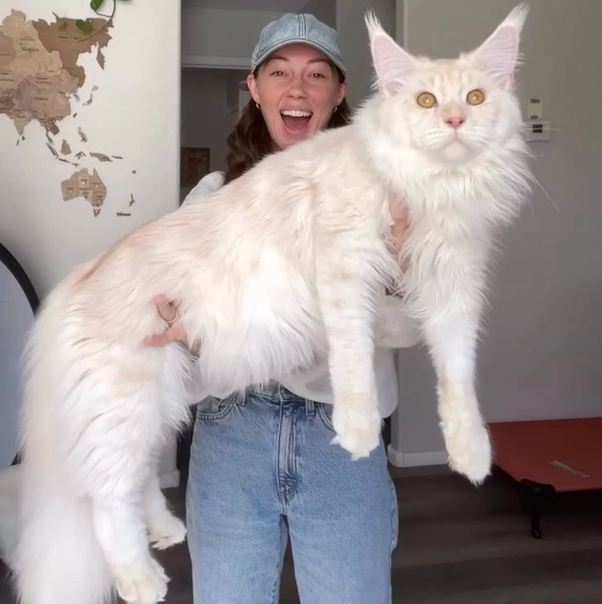 largest domestic cat, maine coon kittens