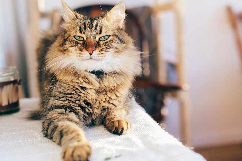 are maine coon cats hypoallergenic