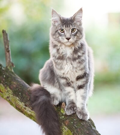 Maine Coon Personality