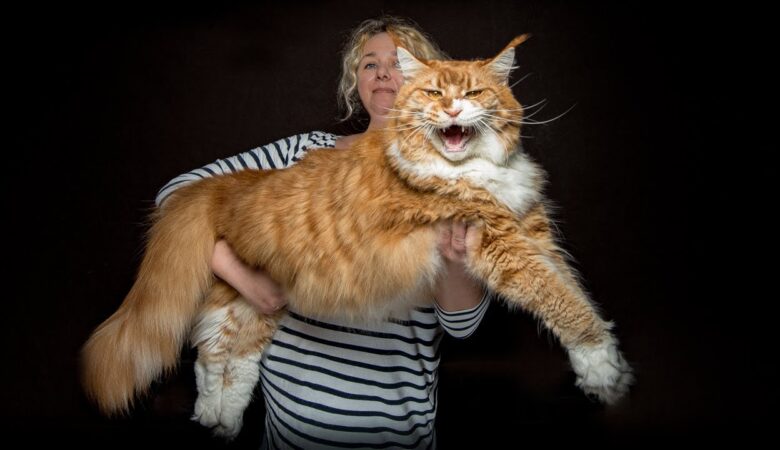 5 Largest Maine Coon Cats