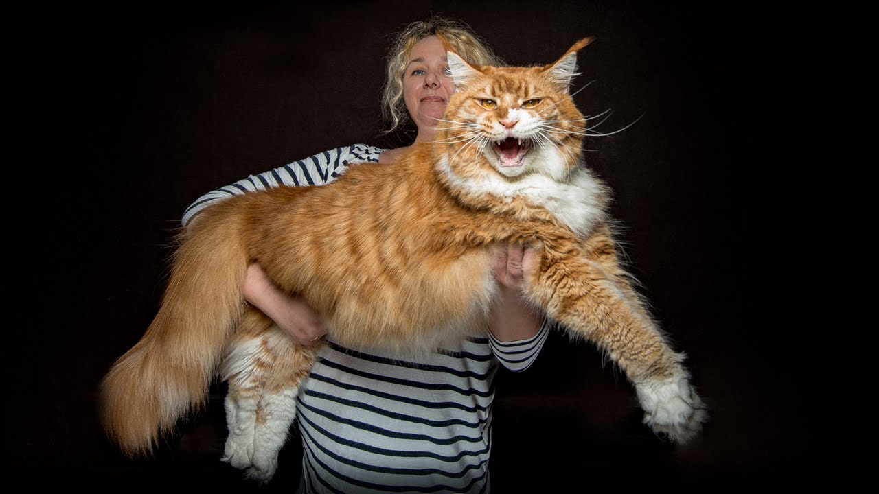 largest maine coon cat