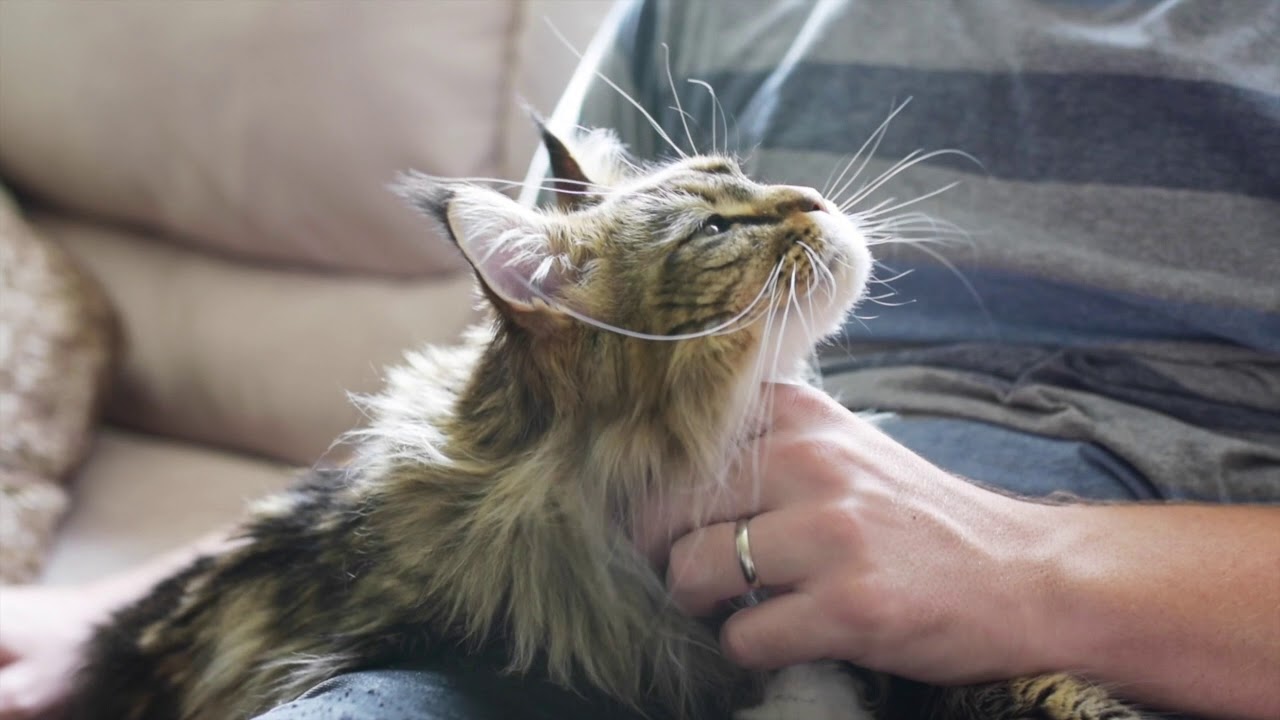 are maine coon cats friendly