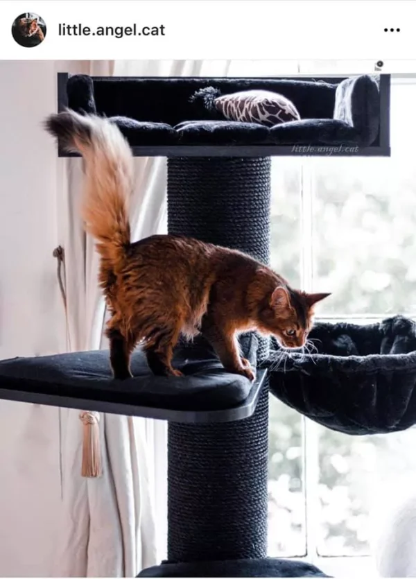 best cat trees