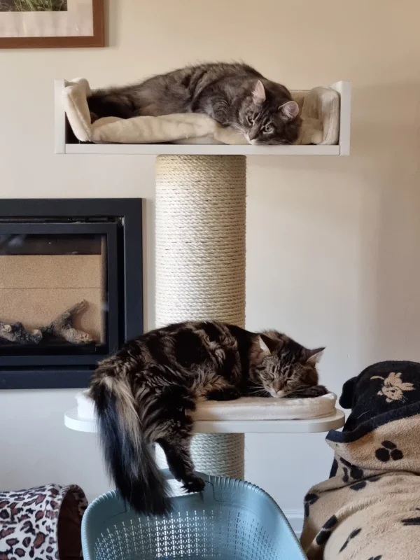 cat tree for large cats