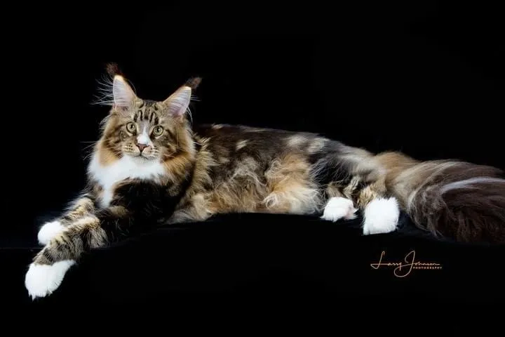 maine coon cat breeders