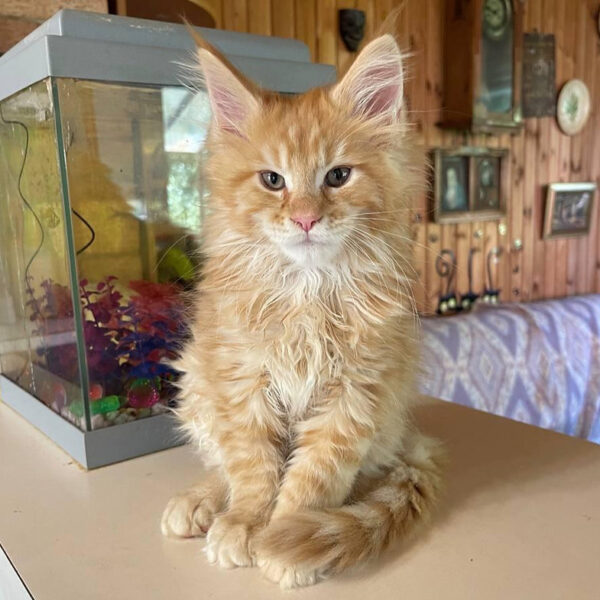 maine coon kittens for sale colorado