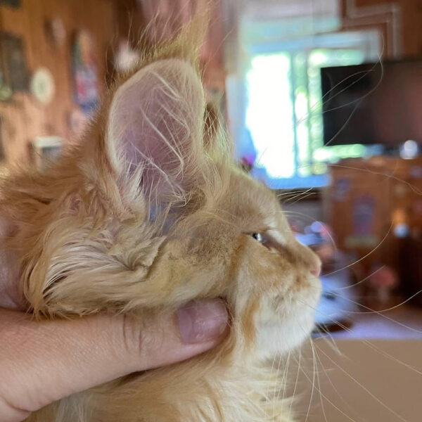 maine coon kittens for sale colorado